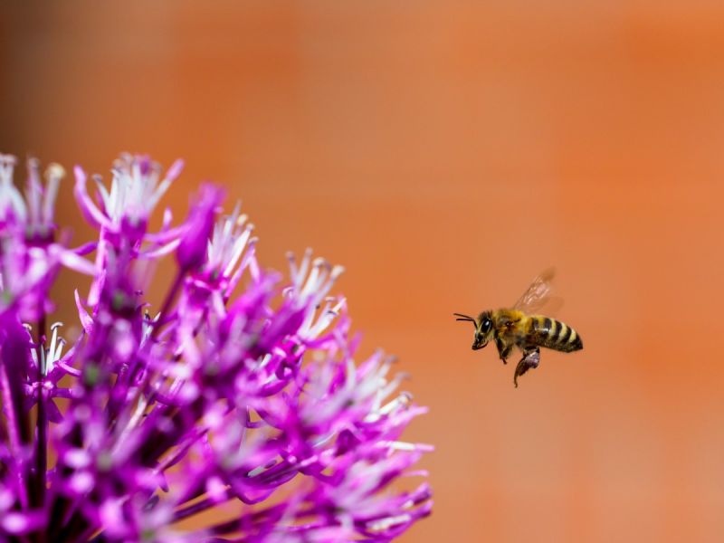 Connected beehives are being built all over Sweden – collecting data from bees to strengthen biodiversity