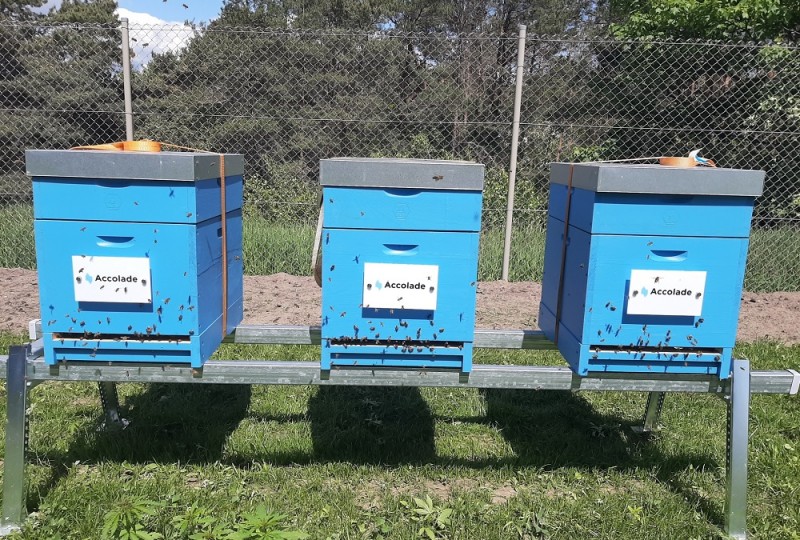 Hives stood on the roof Bydgoszcz Panattoni Park investment