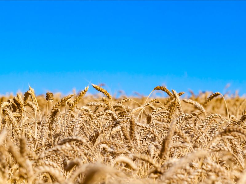 Jaki będzie rok 2022 dla polskiej branży zbóż?