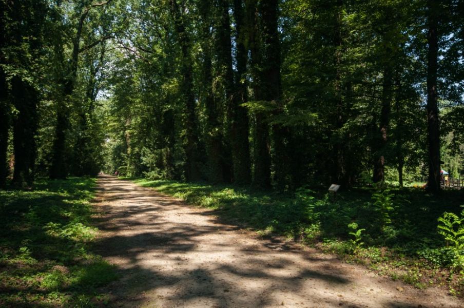 Polskie lasy pozbawiane są certyfikacji odpowiedzialnej gospodarki leśnej