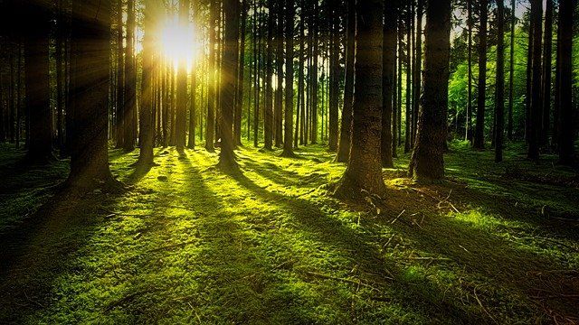 Producenci mebli i płyt drewnopochodnych zaniepokojeni planami Lasów Państwowych