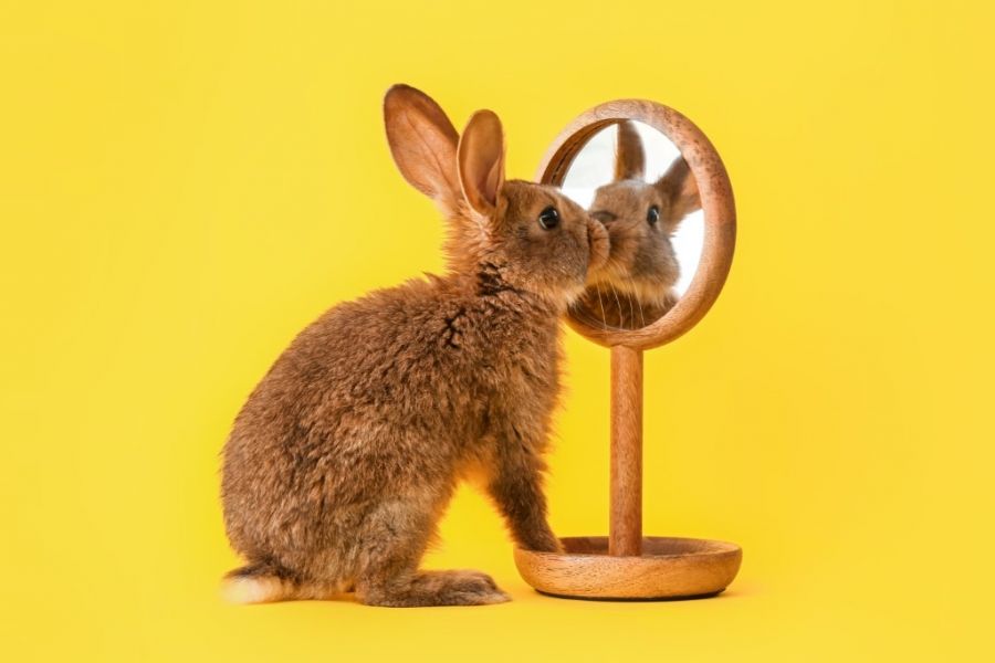 Rewolucja w technologii fotowoltaicznej - lustra i króliki