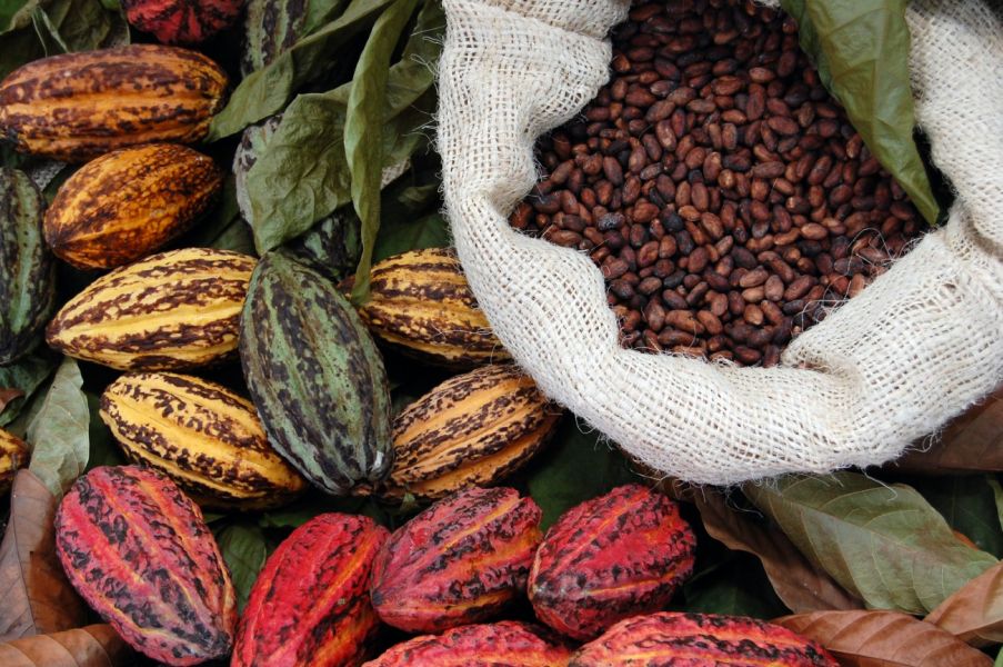 Światowe zwyżki notowań cen kakao szybko nie wyhamują