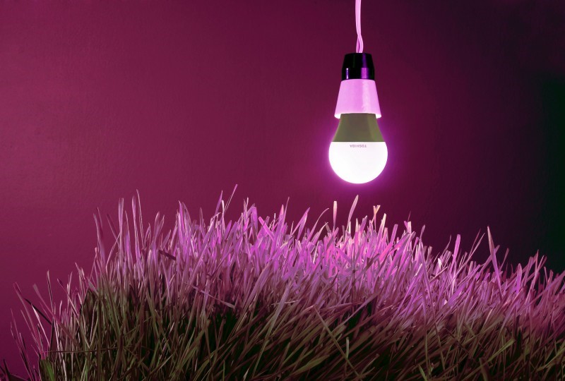 Toshiba LED Grow Light, czyli przełom w domowej uprawie roślin